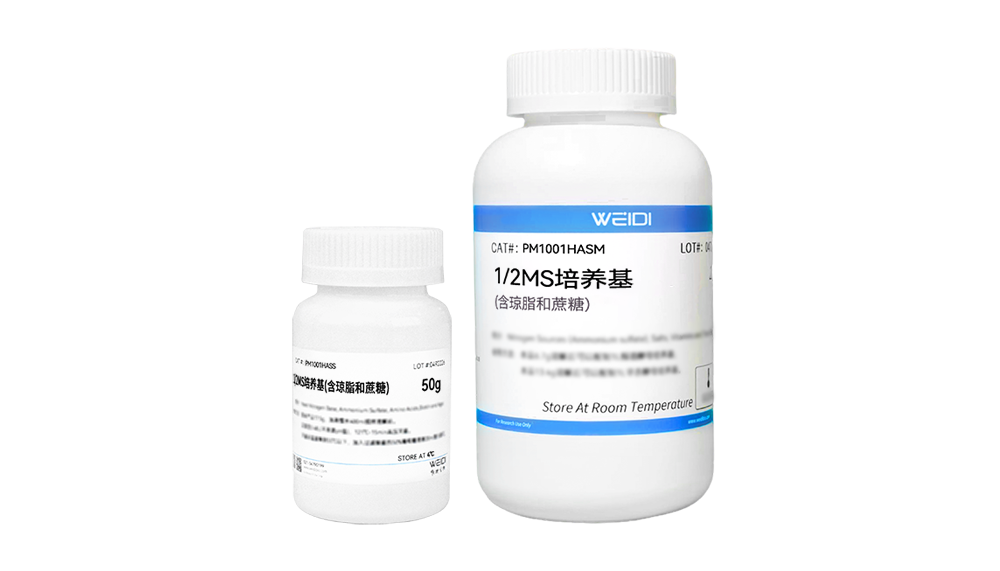 1/2MS培养基(含琼脂和蔗糖)