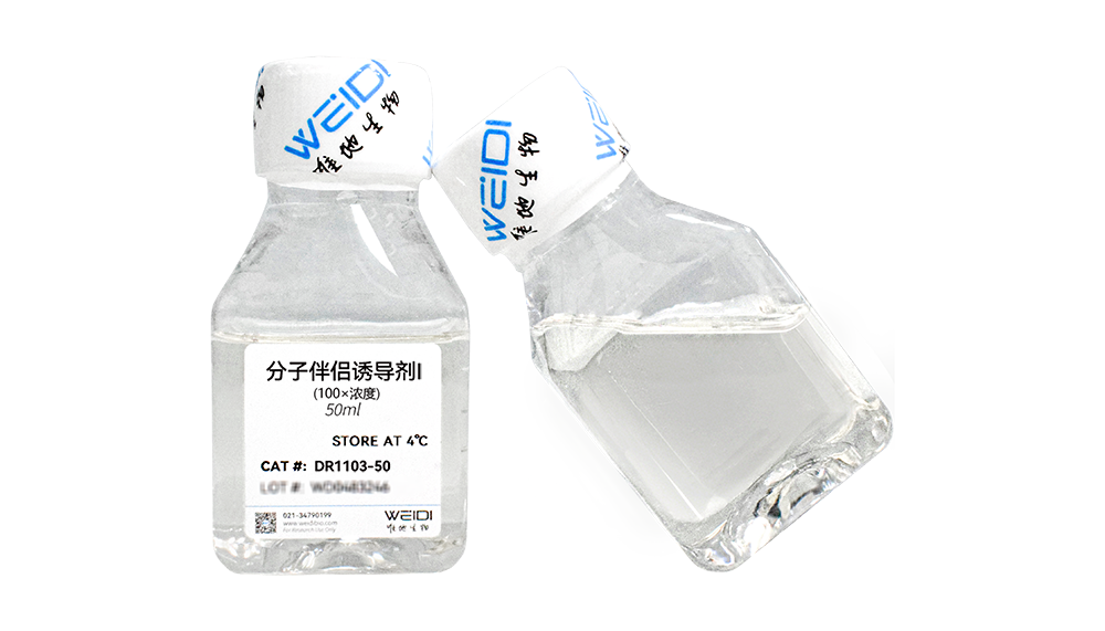 分子伴侣诱导剂 I（100×）